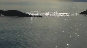 Наблюдение за китами. Командорские острова.