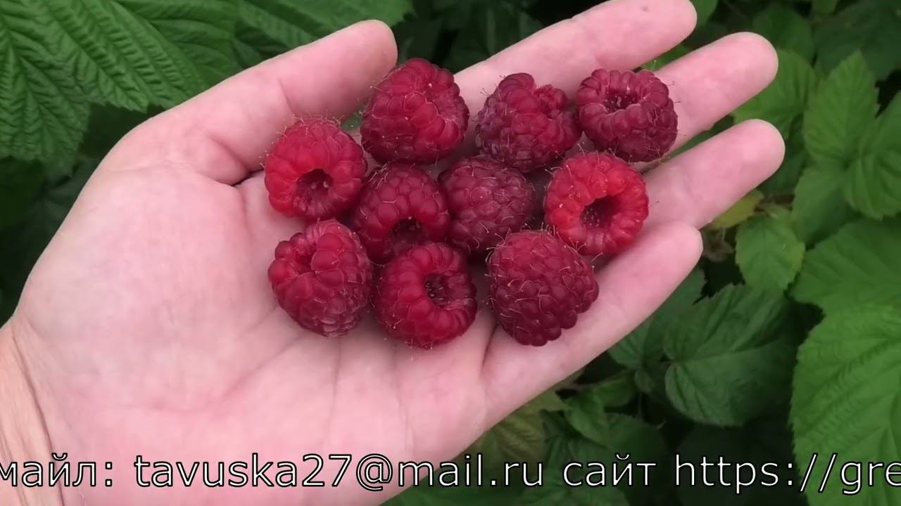 БАЛЬЗАМ раннего срока созревания смотреть онлайн