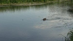 Лето, лето, лето... Гуляем по Мамонтовке и Акулово.