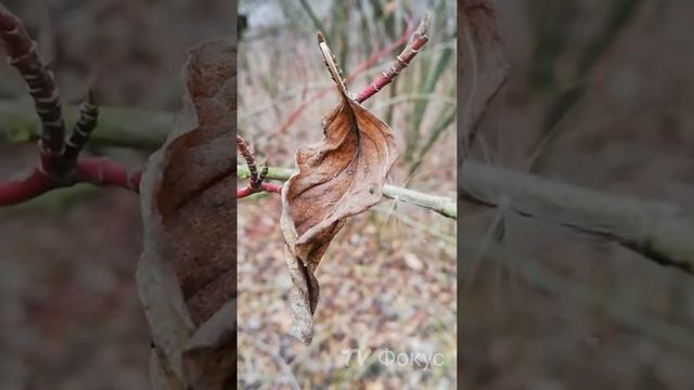 Природа зимой. Труханов остров. Киев. 12.12.19 г.