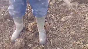 Гончие и ягдтерьеры давят крыс