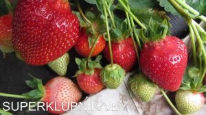 Сорт клубники АЗИЯ 2018