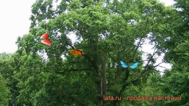 Вяз обыкновенный ? обыкновенный вяз обзор: как сажать, саженцы вяза