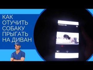Как отучить собаку запрыгивать на диван/кровать, когда вас нет дома(урок от Наджаряна младшего)
