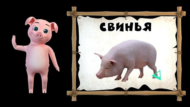 Свинья - Учим животных. Рассказ и видео про свинью. смотреть онлайн