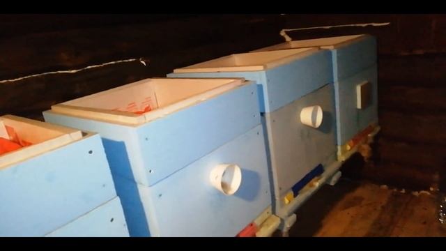 Зимовка пчел в конце февраля. - Цена на пчелопакеты.
