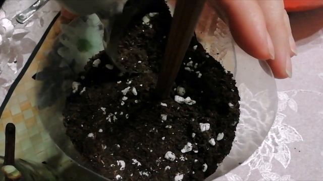 Посадка черенка винограда. Высаживаю двухглазковый черенок.