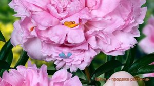 Пион травянистый Мэри Бранд (paeonia meri-brand) ? обзор: как сажать, луковицы пиона Мэри Бранд