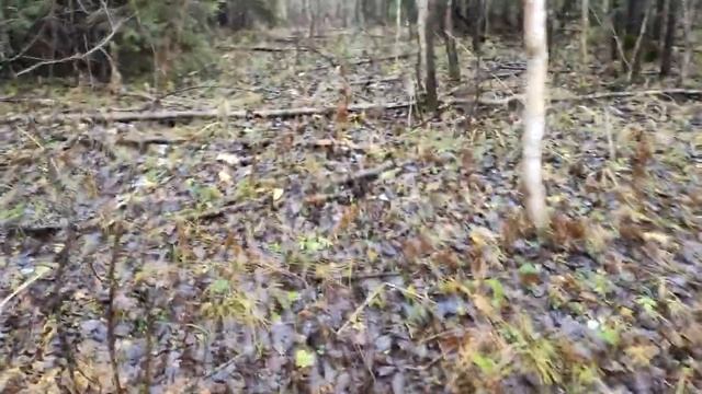 ОХОТА НА БОБРА//ПЕРВЫЙ БОБР 2020 -2021 смотреть онлайн