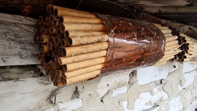 🐝Пчелы осмии - лучшие опылители сада