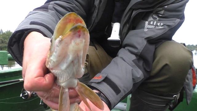 РЫБАЛКА НА СПИННИНГ НА ЗАПАДНОЙ ДВИНЕ(Daugava)ВЗЯЛ КОТА В ЛОДКУ.СПИННИНГ В СЕНТЯБРЕ 2022. смотреть онлайн