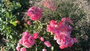 Нет обильнее роз massad / Роза Лес потес де бедрос!! Rose Les Potes de Bedros