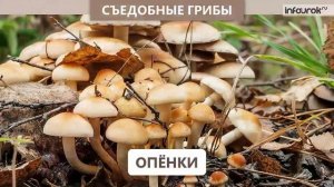 Правила сбора грибов