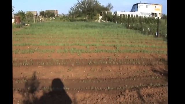 Увеличение плодородия почвы с минимальными материальными затратами на грядках по Миттлайдеру смотреть онлайн