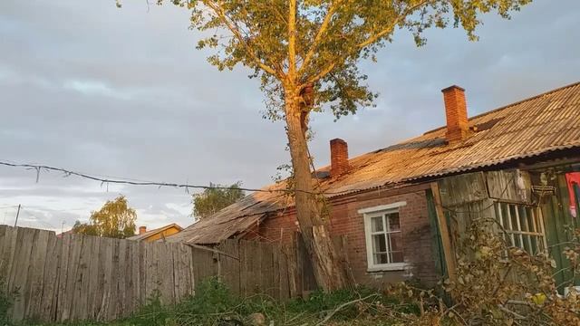 как спилить дерево???Огромное дерево/пилим/своими руками
