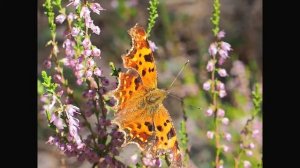 Углокрыльница запятая (Poligonia comma) на вереске