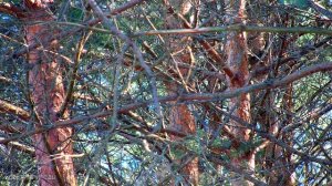 ИЗ ГРЯЗИ В КНЯЗИ