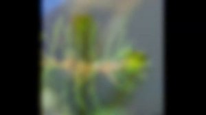 УРУТЬ  (MYRIOPHYLLUM)  сем. Сланоягодниковые