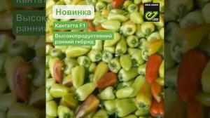 Перец Кантатта от Энза Заден.