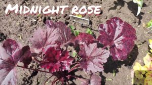 Гейхера сорт Midnight rose