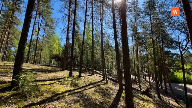 Видеозарисовка «Озеро в лесу»