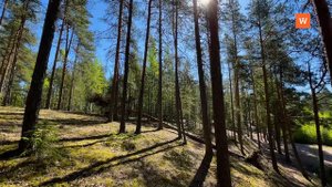 Видеозарисовка «Озеро в лесу»