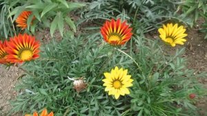 Газания однолетняя или как вырастить колоритную африканскую ромашку