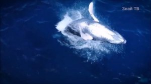 песни китов