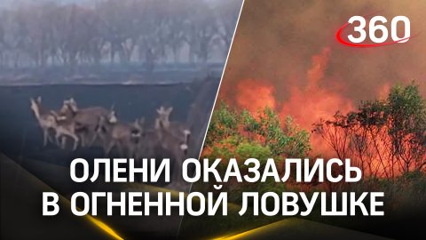 Сотни оленей оказались в огненной ловушке в Приморье. Животные лишились своего дома