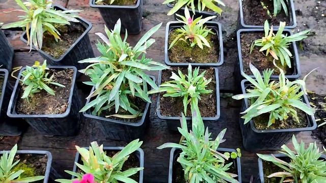 Черенкование и формирование гвоздики смотреть онлайн