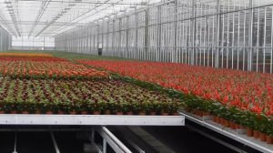 Bromeliad Nursery visit - Holland