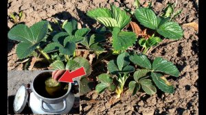 Всегда кормлю этим клубнику осенью в октябре и знаете урожай обзавидуетесь!