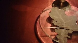 СИЛЬНЫЙ РИТУАЛ ДРУИДОВ КАК ПОБЕДИТЬ ВРАГА!?АВТОРСКИЙ Александр Пичуев