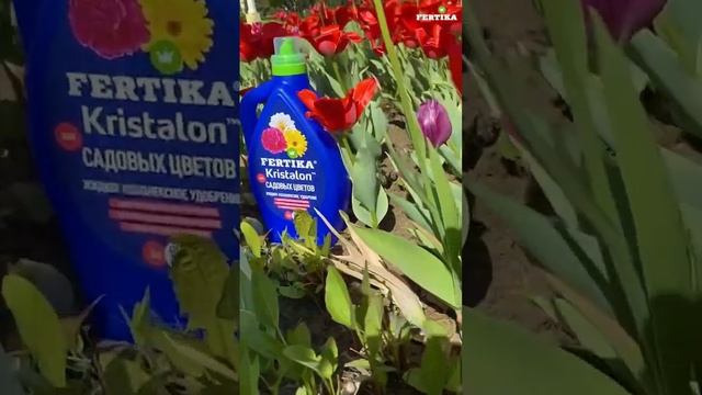 Фертика Kristalon для садовых цветов. #удобрение #питаниерастений