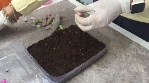 Como Propagar Suculentas por hoja paso a paso / How to propagate succulents step by step CC English