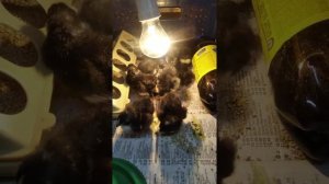 доминант ДС 109