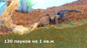 Ядовитый паук птицеед. Пересадка паука Вьетнам Блю в террариум (Chilobrachys sp. Vietnam Blue).