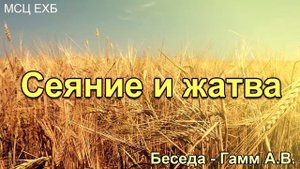 Сеяние и жатва. Гамм А.В. Беседа. МСЦ ЕХБ