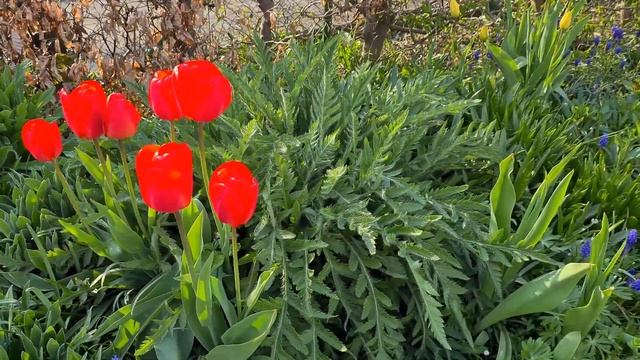 ДАЧНЫЙ УЧАСТОК В КОНЦЕ АПРЕЛЯ. ВЕСНА В ПОЛНОМ РАЗГАРЕ. ВЕСЕННИЕ ЦВЕТЫ НА ДАЧНОМ УЧАСТКЕ. ТЮЛЬПАНЫ. смотреть онлайн