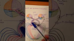 Проводящие пути зрительного анализатора