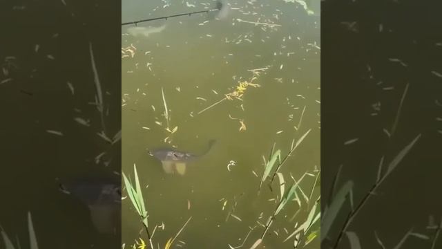 Помню лето у бабушки было прекрасное смотреть онлайн