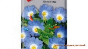 Нолана обыкновенная Синяя птица (sinyaya ptitsa) ? обзор: как сажать, семена ноланы Синяя птица