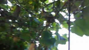 Выращивание тыквы на весу