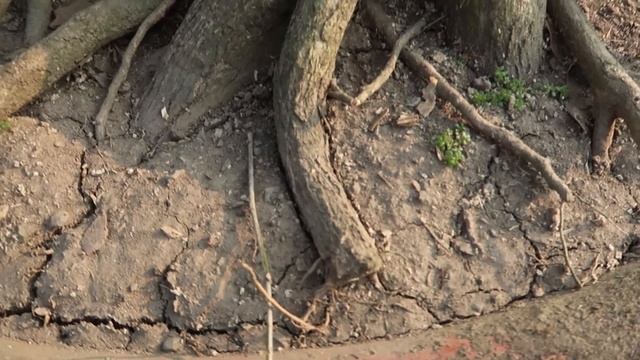 Murraya Bonsai Wiring and Design | मुर्राया का बोन्साई смотреть онлайн