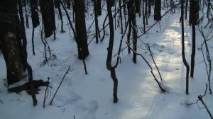 Как искать и собирать кору  деревьев.