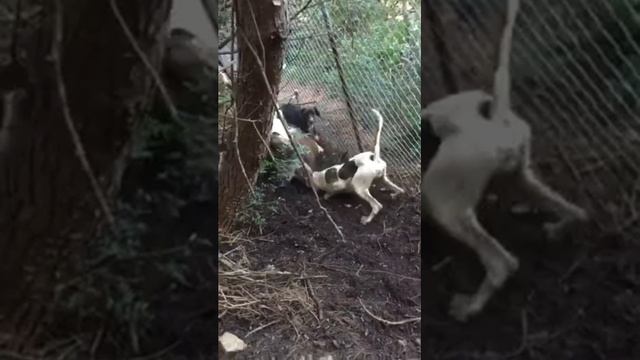 Cani da caccia смотреть онлайн