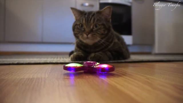 Кот смотрит на спиннер и видит флешбэки; Cat sees a fidget spinner and gets flashbacks смотреть онлайн