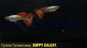 Гуппи Галактика Guppy Galaxy