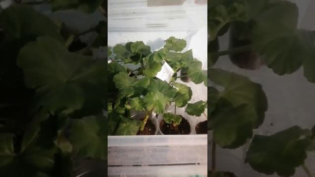 Сеянцы пеларгонии и эустомы на 19.11.20 #пеларгония #эустома #лизиантус смотреть онлайн