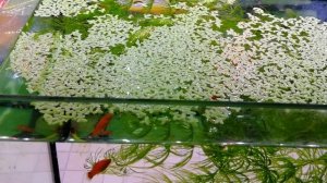 Ряска в аквариуме | Аквариумные растения